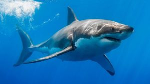 Menor fue atacado por un tiburón en Florida y ahora está hospitalizado de gravedad