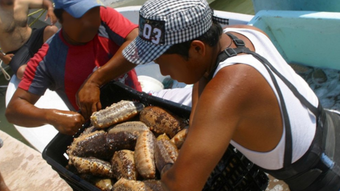 Cómo el pepino de mar, “afrodisíaco del océano”, se volvió más preciado que el oro en Asia