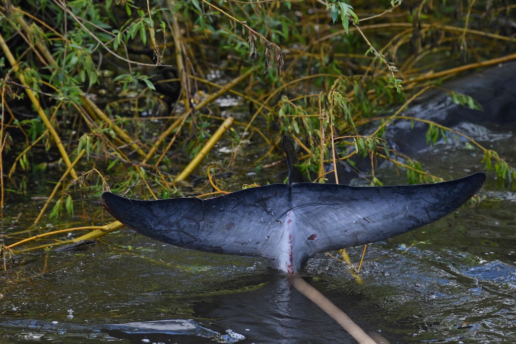 Localizan a una joven ballena perdida a orillas del río Támesis (VIDEO)