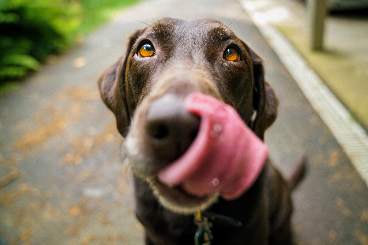 ¿Perro vegetariano? Experimento de una influencer sale mal y se hace viral (VIDEO)