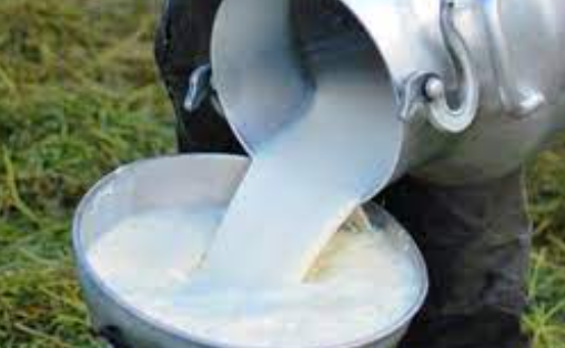 Productores bombean leche por más de 100 metros a zona sin acceso en Zulia (Video)