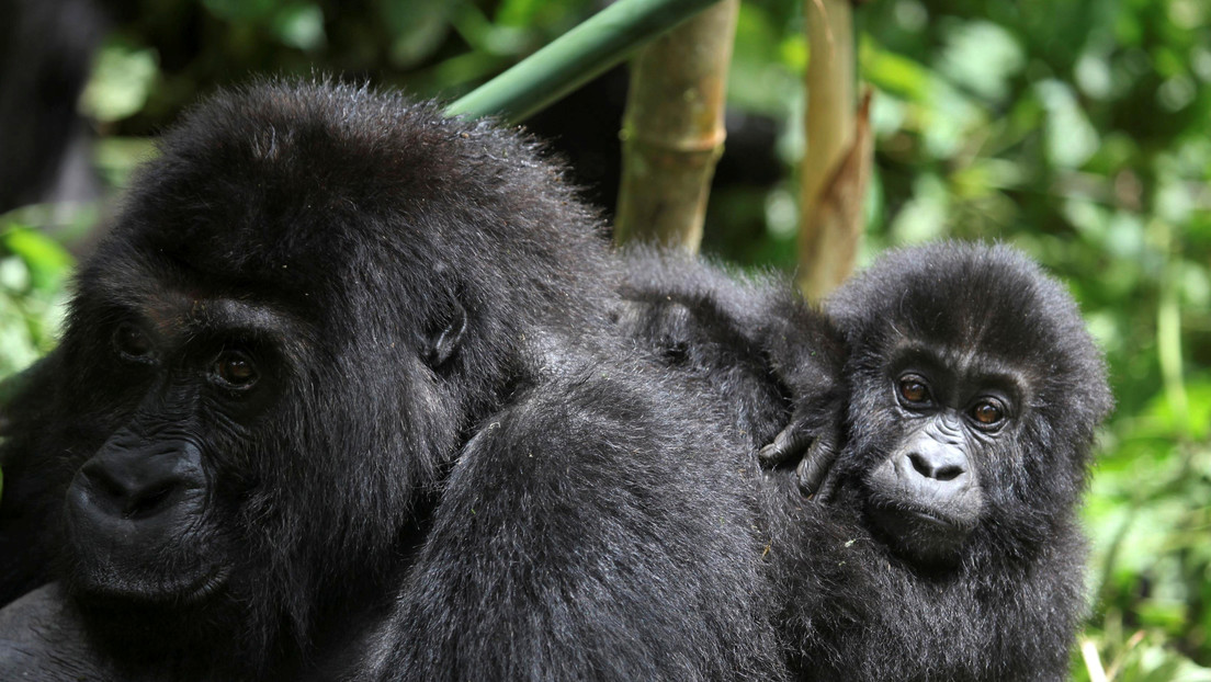 VIRAL: El tierno gesto de una gorila al ver a una mujer junto a su bebé en zoológico de EEUU (Video)