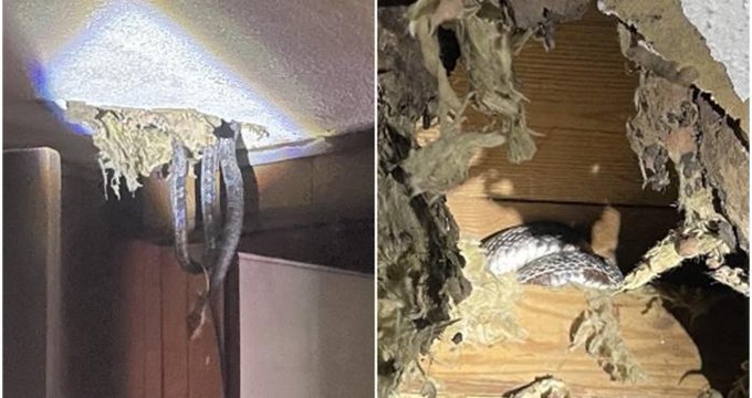 ¡Qué horror! Familia en Georgia descubrió plaga de serpientes y ratas en el techo de su casa