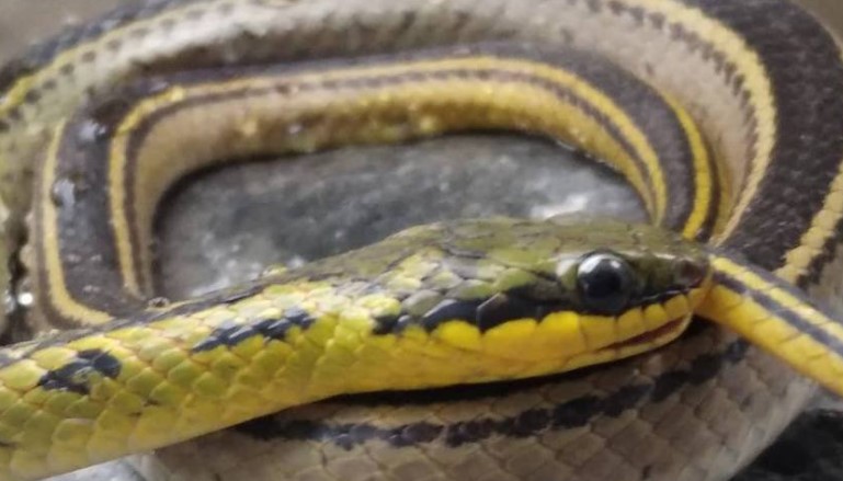 Alerta en Trujillo por incremento de mordeduras de serpientes