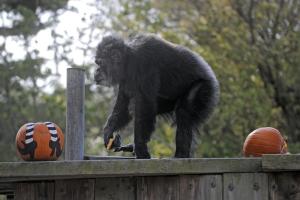 Murió Cobby, el chimpancé más viejo de EEUU