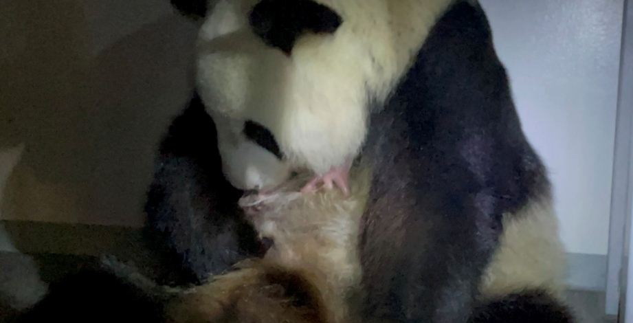 Panda gigante dio a luz a dos crías en un zoológico de Tokio y quedó grabado (Video)