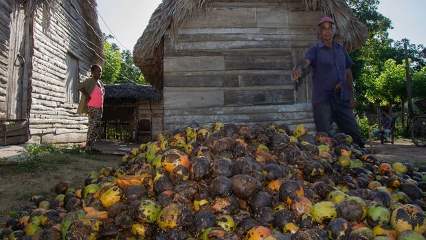 Cuba, otra cosecha perdida: “tírenle fotos al mango podrido”