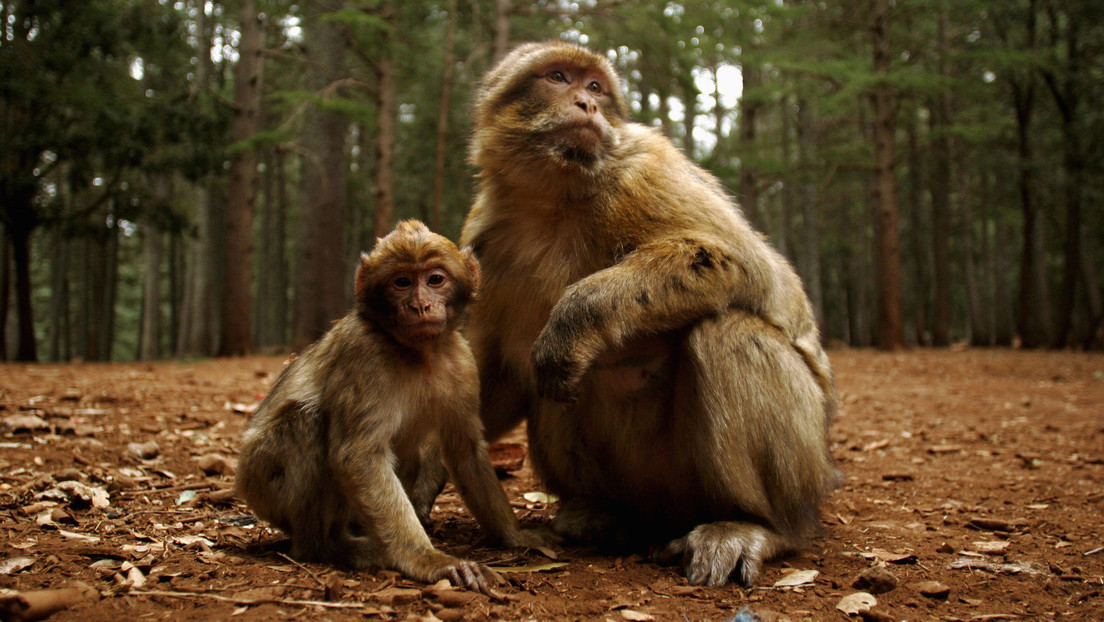 ¡Fin de mundo! China confirmó muerte de una persona a causa de un virus que transmiten los monos