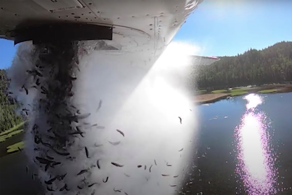 ¡Impactante! Miles de peces fueron arrojados desde un avión a los lagos de Utah
