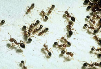 Hormigas podrían detectar el olor del cáncer en la orina