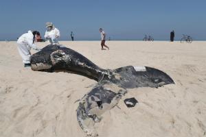 Hallan muerta a una ballena gigantesca en playa de Brasil