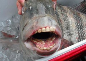 Atraparon en Carolina del Norte un pescado con dientes enormes y aspecto humanoide
