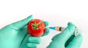Desarrollan una vacuna antiCovid comestible en tomates
