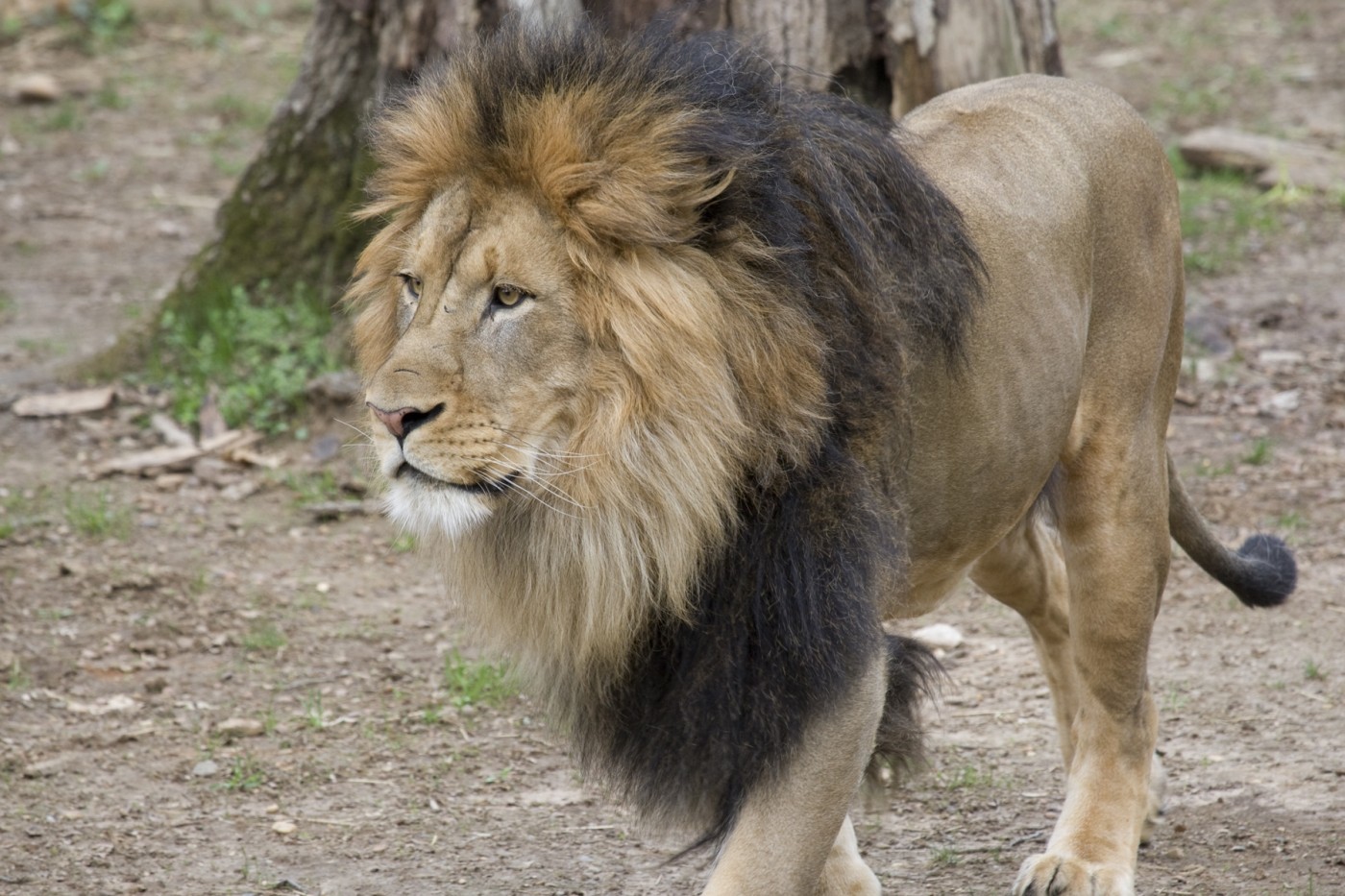 La oxitocina vuelve más tolerantes a los leones, salvo cuando hay comida