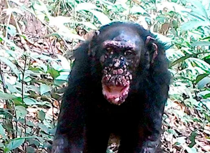 Por primera vez confirman casos de lepra en chimpancés salvajes en dos poblaciones de África Occidental