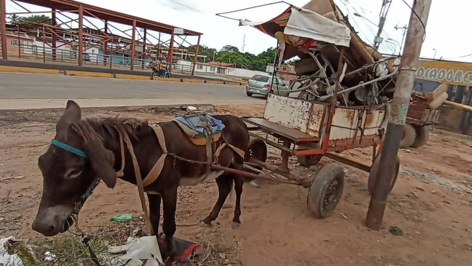 ¡INSÓLITO! A burro y en carretas se transportan zulianos por falta de combustible