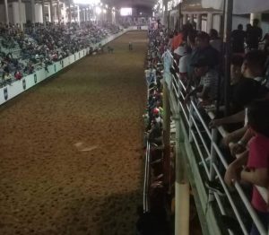 ¿Y el coronavirus? Gobernación de Guárico promovió campeonato de toros coleados sin medidas sanitarias (VIDEO)