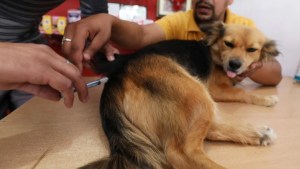 Alarma en EEUU: Crecieron las intoxicaciones de perros por comer productos con marihuana