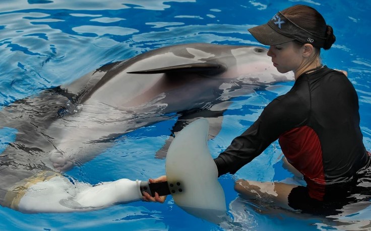 Winter el delfín muere después de una batalla con problemas intestinales