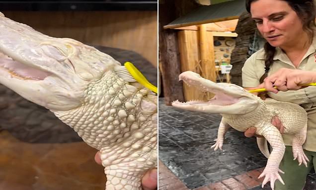 lagarto albino