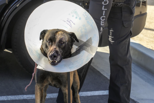 Brutal ataque en California: Perro policía fue apuñalado 27 veces al perseguir un sospechoso