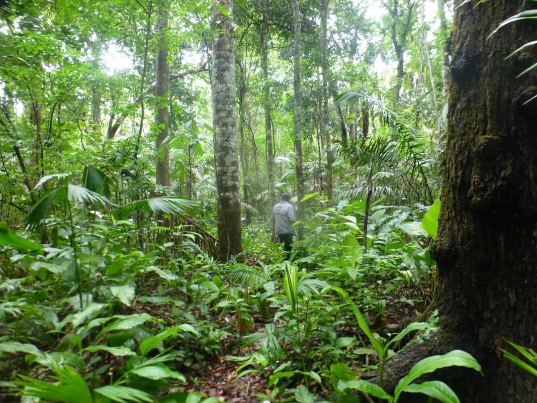 Bosque en llanos occidentales de Venezuela y hogar de especie en peligro de extinción bajo amenaza