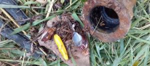 Comunidades en Táchira en “alerta sanitaria” por proliferación de caracoles africanos