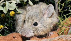 ¿Los ratones podrían explicar el origen de la variante ómicron?