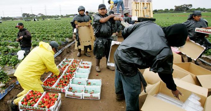 Toma nota: Los diez estados de EEUU donde contratan más migrantes para el campo