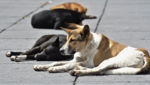 Inhumano: Criaron a perros durante 10 años, los mataban y vendían como tacos en México