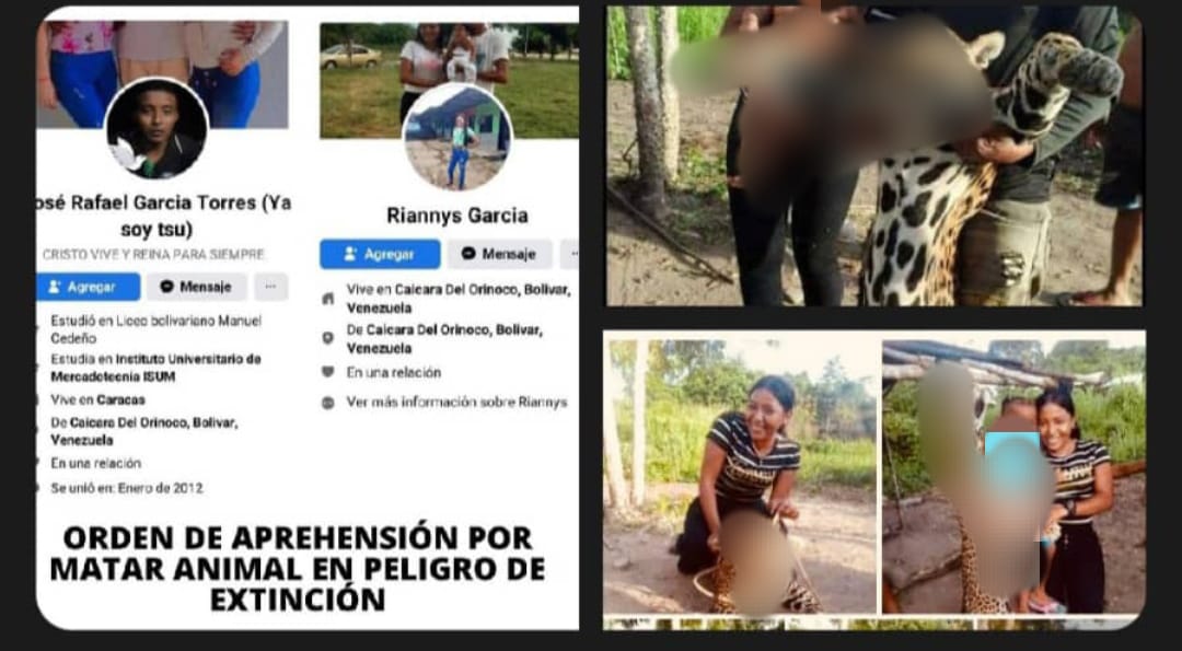 Fotos sensibles: Se exhibieron en redes tras sacrificar a un jaguar y ahora son buscados en Bolívar