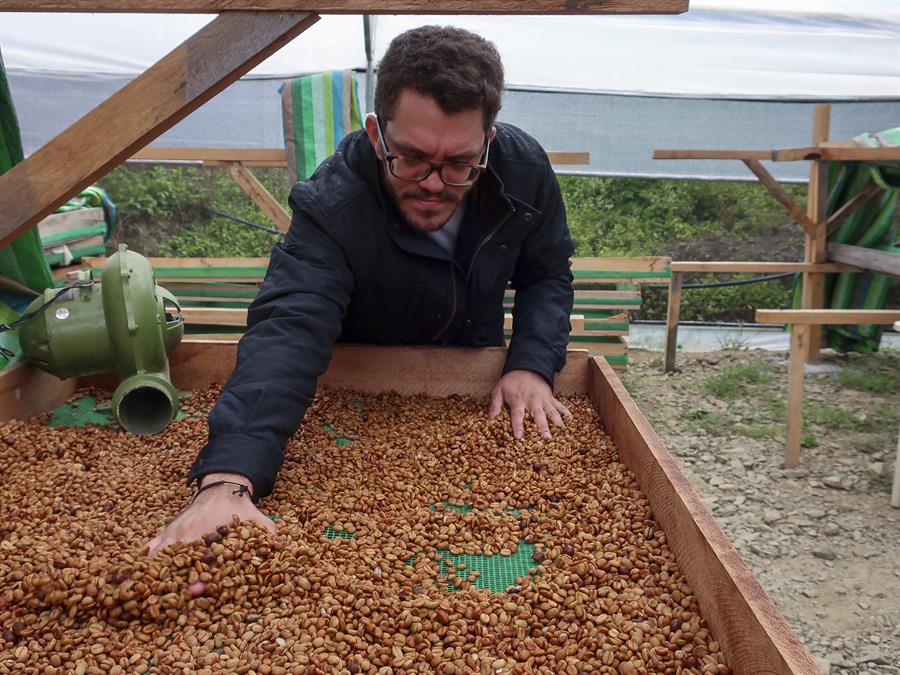 El café de Ecuador que busca abrirse paso en el mundo