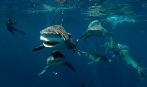 ¿Cuáles son los lugares con más tiburones en el mundo?