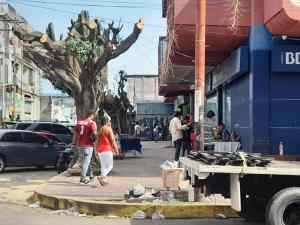Ecocidio urbano: alcaldía chavista mutiló varios árboles en el centro de Barinas