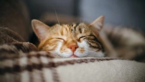 Por qué ronronean los gatos y otros nueve datos que no sabías de ellos, según estudios en EEUU