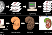 Crean un atlas dinámico en 3D de la formación del corazón embrionario