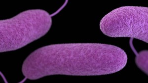 La próxima pandemia podría ser causada por una peligrosa bacteria carnívora, advierten científicos en EEUU