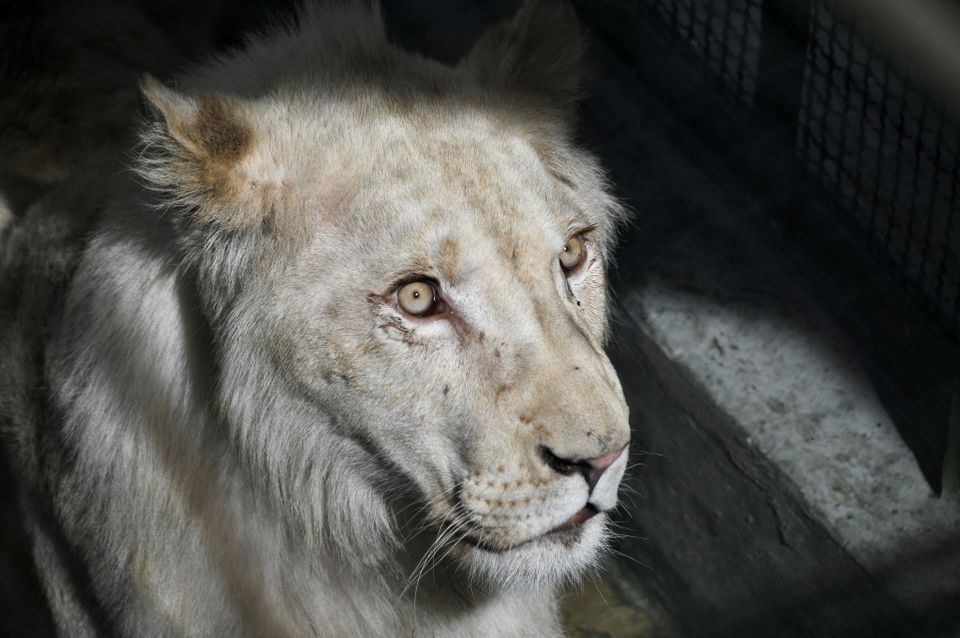 IMÁGENES: Llegaron al Zoológico de Caricuao los leones blancos africanos anunciados por el chavismo