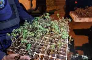 Más de mil plantas de marihuana fueron destruidas en el municipio Ribero en Sucre
