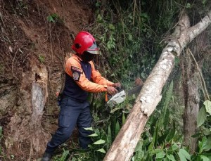 Remueven árbol caído en la parroquia San Pedro de Los Teques