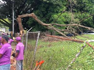 Caída de árboles, crecida de quebrada y otros daños materiales: lo que dejaron los “chaparrones” en Guárico