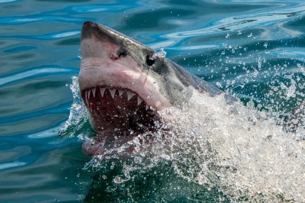 Se revelan las razones detrás del alarmante aumento de avistamientos y ataques de tiburones en EEUU
