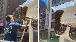 Policía tuvo que intervenir en un restaurante de Nueva York infestado con miles de abejas