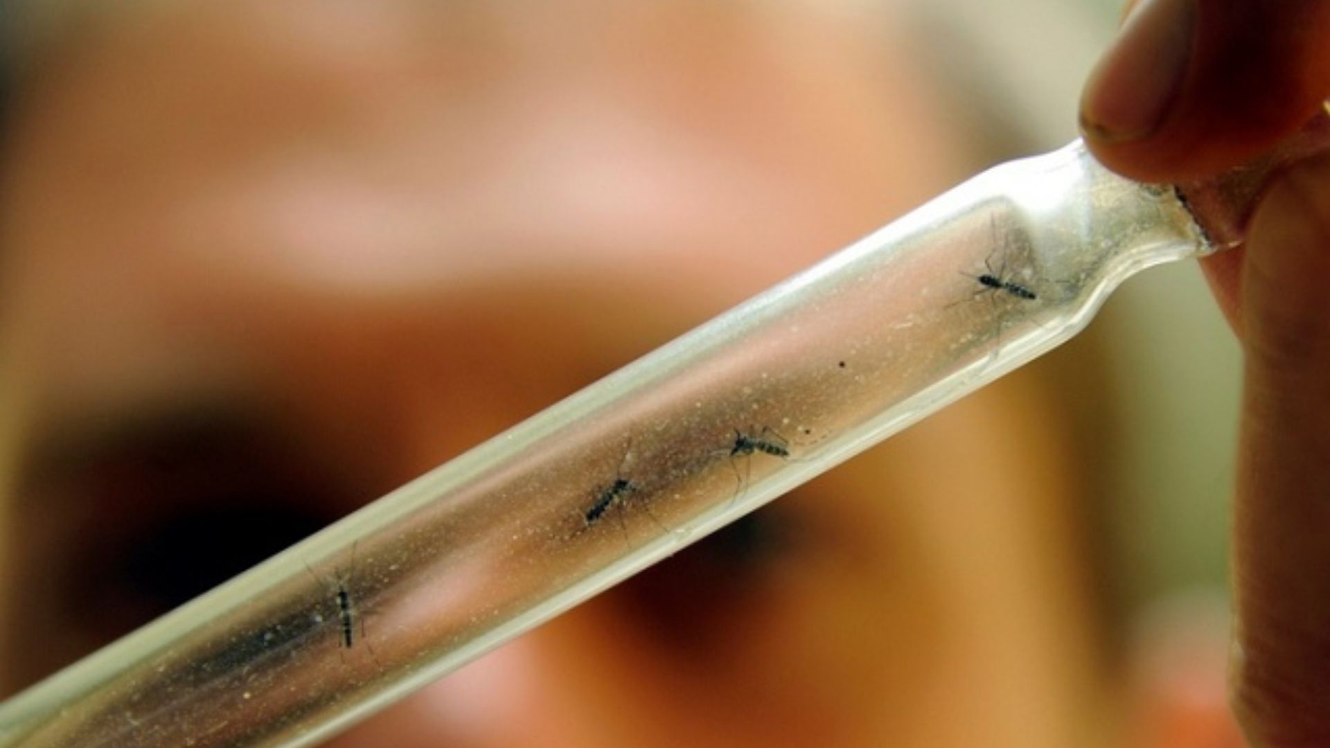 Con ocho millones de casos de dengue, la epidemia en las Américas no tiene precedentes