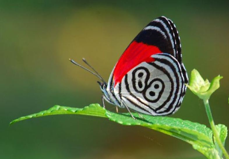 La historia detrás de la mariposa venezolana que revela los números de la lotería