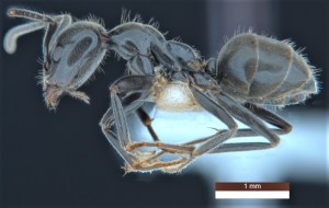 Una hormiga “niñera”, entre las 139 nuevas especies clasificadas en Australia