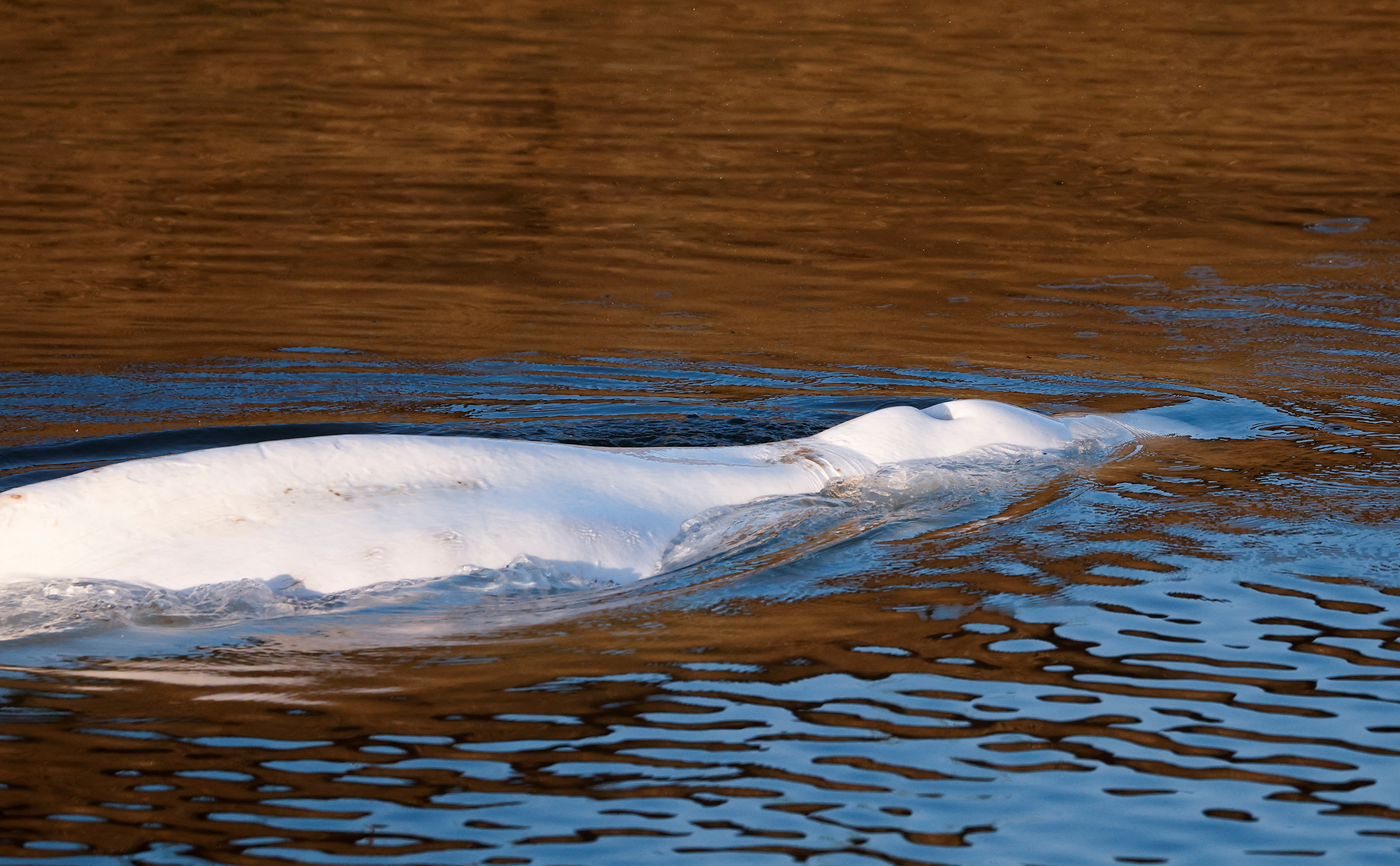 Muere la ballena beluga atrapada en el río Sena pese a una operación de rescate