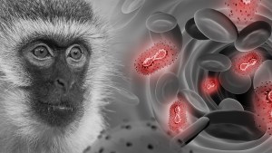 El brote actual de viruela del mono es más transmisible de lo que se creía