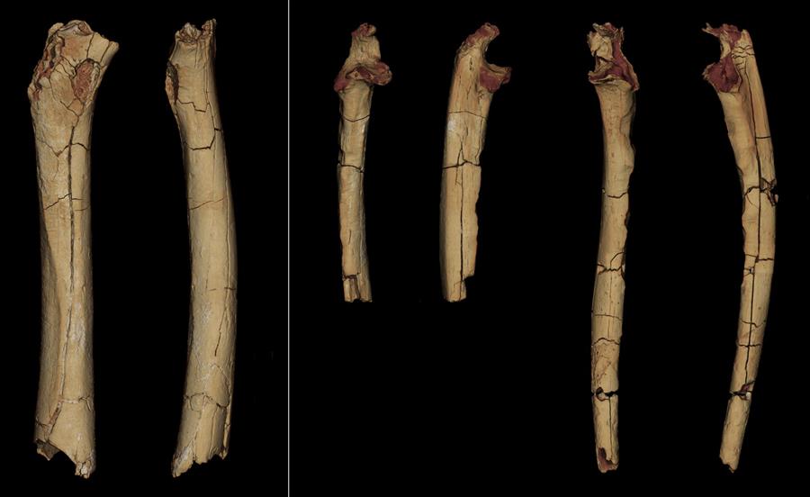 Los antepasados humanos ya caminaban sobre dos piernas desde hace siete millones de años