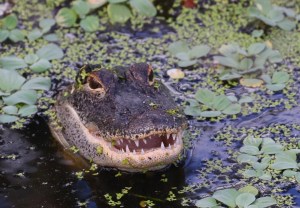 Caimán le mordió la cara a un hombre que nadaba en un lago de Florida